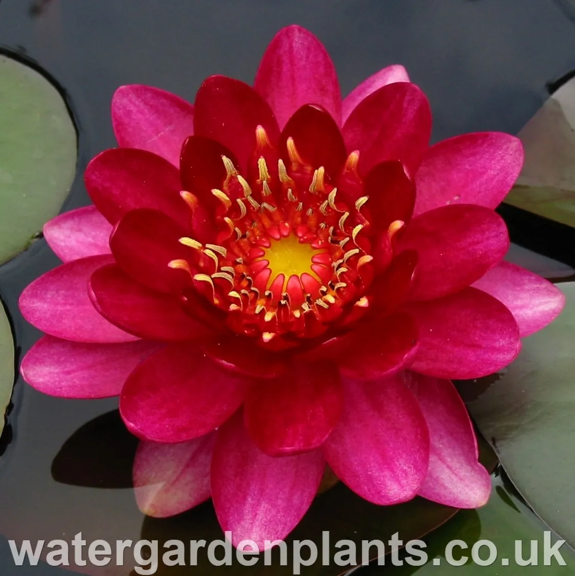 Nymphaea 'Perry's Baby Red'